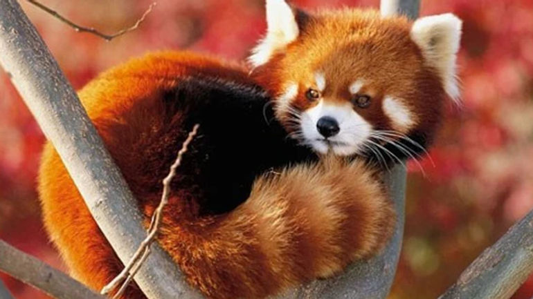 Khám phá bí ẩn đằng sau biểu tượng Firefox: Không chỉ là con cáo