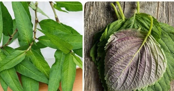 7 loại rau thơm tuyệt vời giúp tăng cường sức khỏe và mọc đầy trong vườn nhà