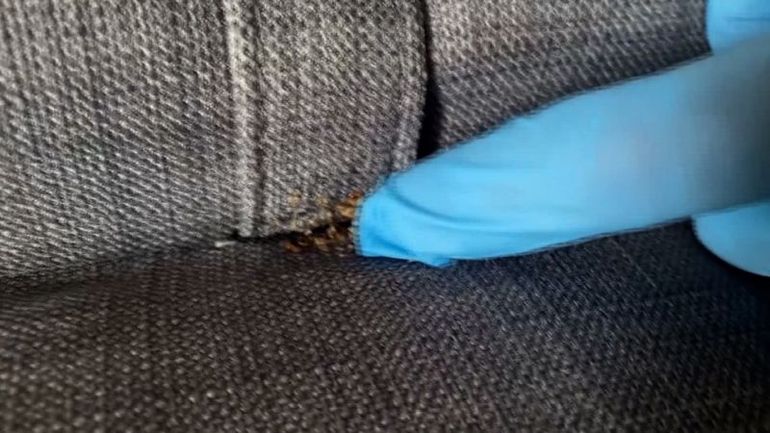 Insider's Guide: Unraveling the Infamous 'Paris Bedbug Bedlam'