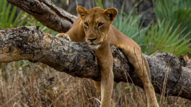 Reviving a National Park: The Extraordinary Role of Coffee