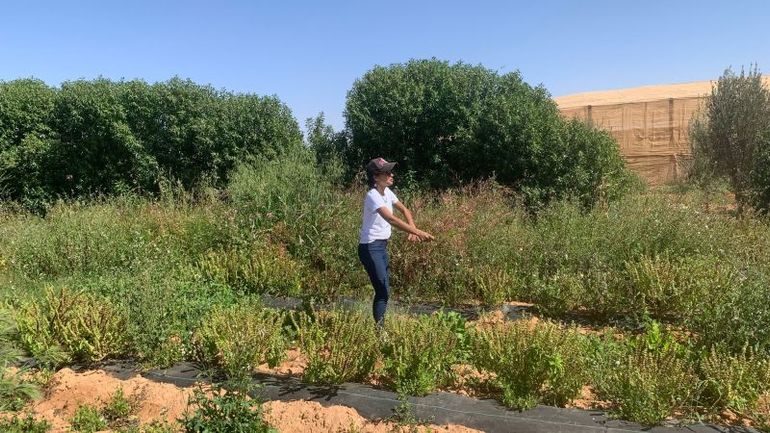 Revolutionizing Agriculture: Innovative Moroccan Startup Thrives by Cultivating Crops in Arid Deserts