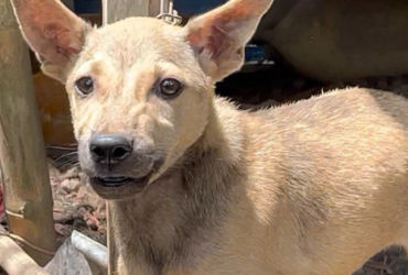 Cà Mau: Phát hiện thêm 2 ổ dịch chó dại, 4 người bị cắn