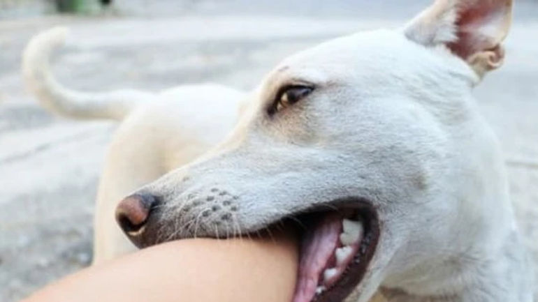 Bé gái bị 4 con chó tấn công khi có bố đến chỗ làm