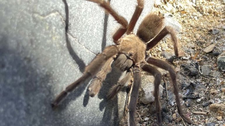 Car Crash in Death Valley National Park Linked to Tarantula Sighting