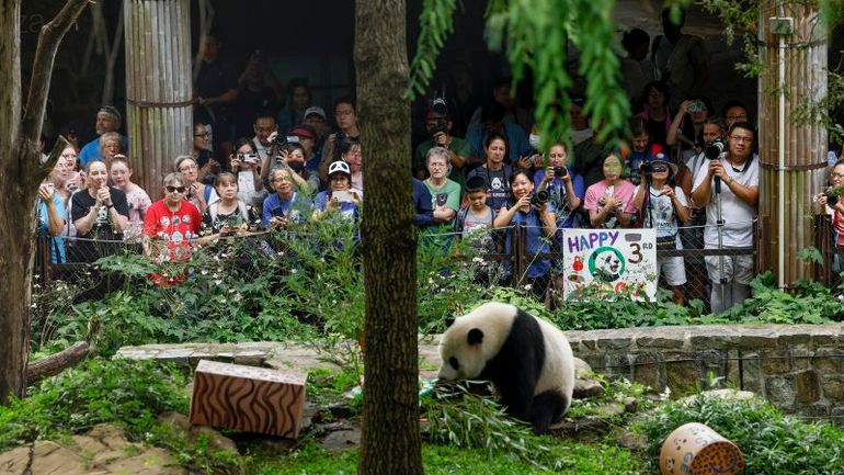 Panda Program at the National Zoo Ends as China Seeks New Collaborations
