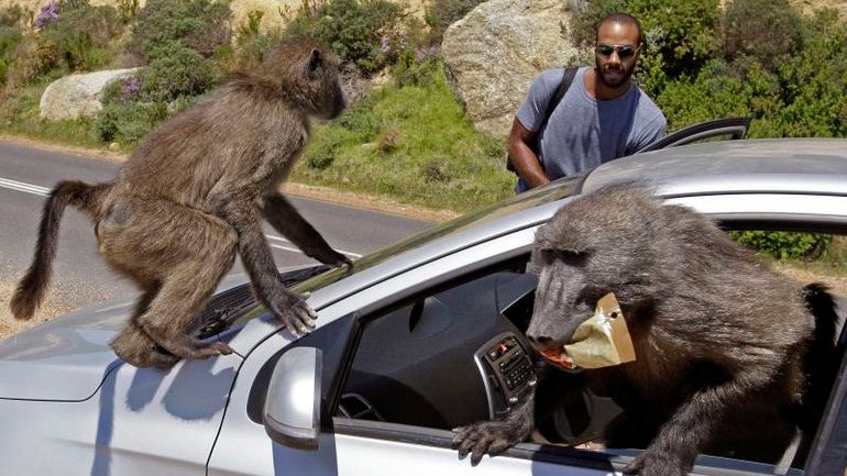 Embracing Coexistence: Cape Town's Journey with Baboons