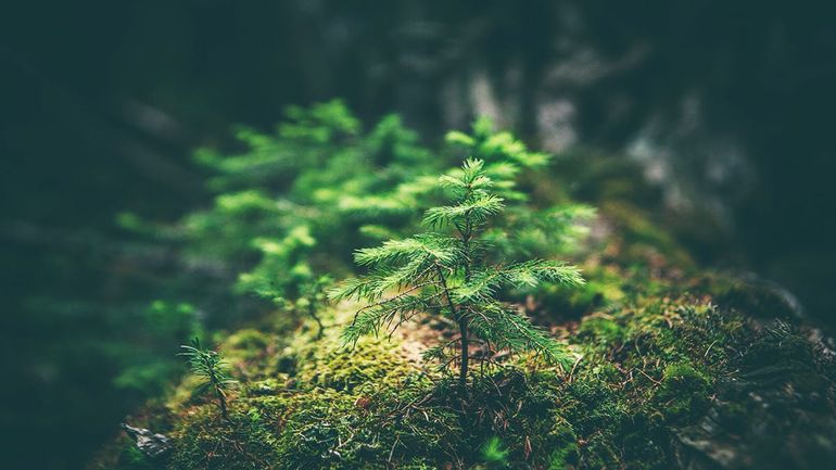 Do Environmental Messages Truly Influence Ad Effectiveness? Unveiling the Data-Driven Facts