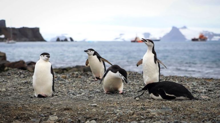 Study reveals how Chinstrap penguins thrive on over 10,000 daily naps
