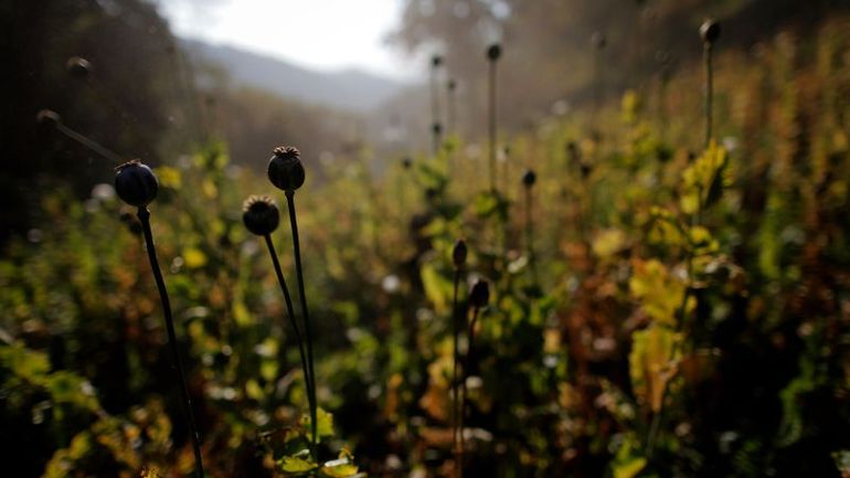 Myanmar takes lead as top global opium producer, surpassing Afghanistan: UN report