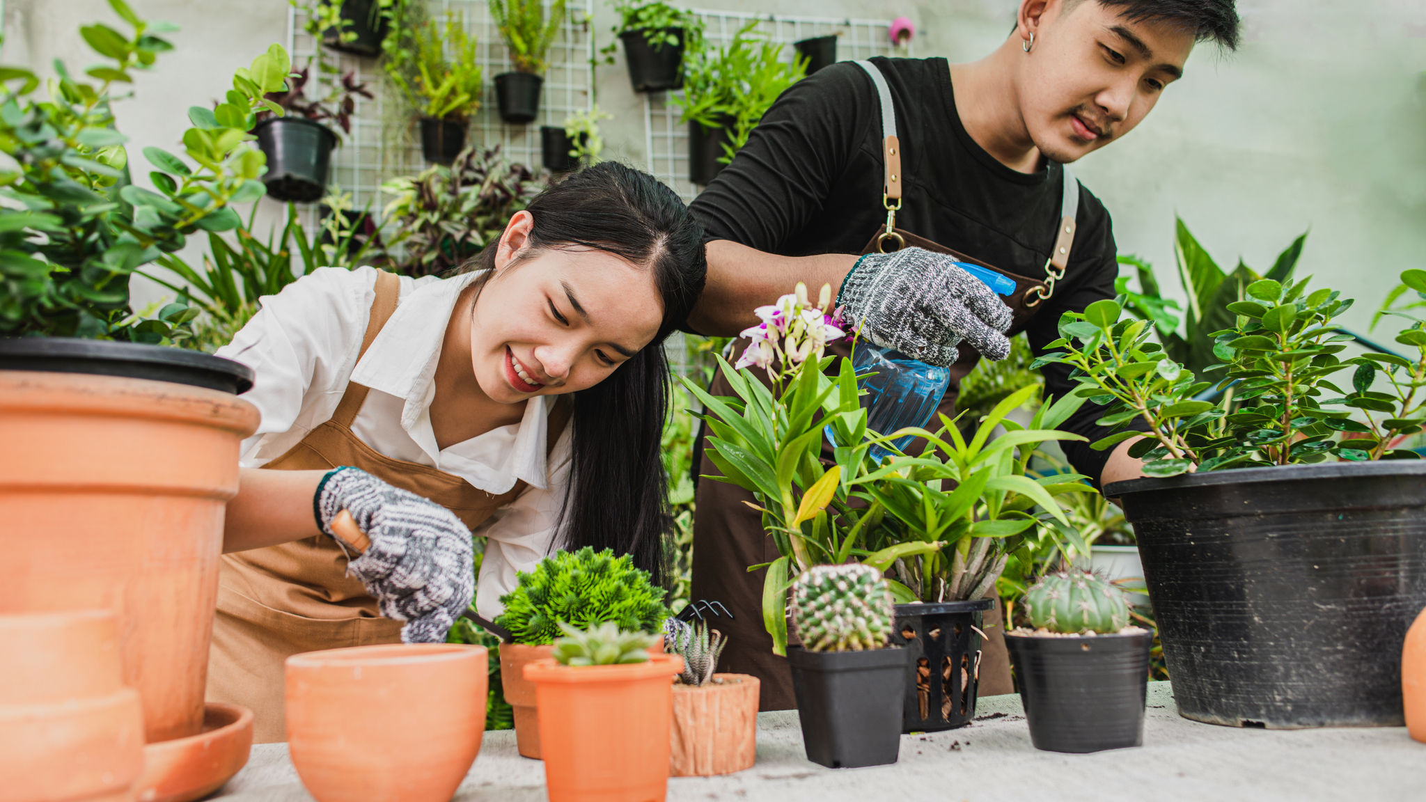  Asian young gardener couple with green house plant 