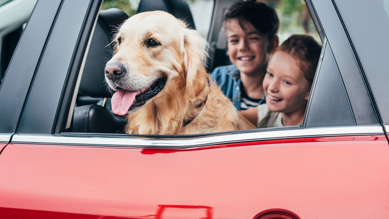 happy-kids-sitting-on-backseats-in-car-with-dog-2022-12-16-15-29-04-utc