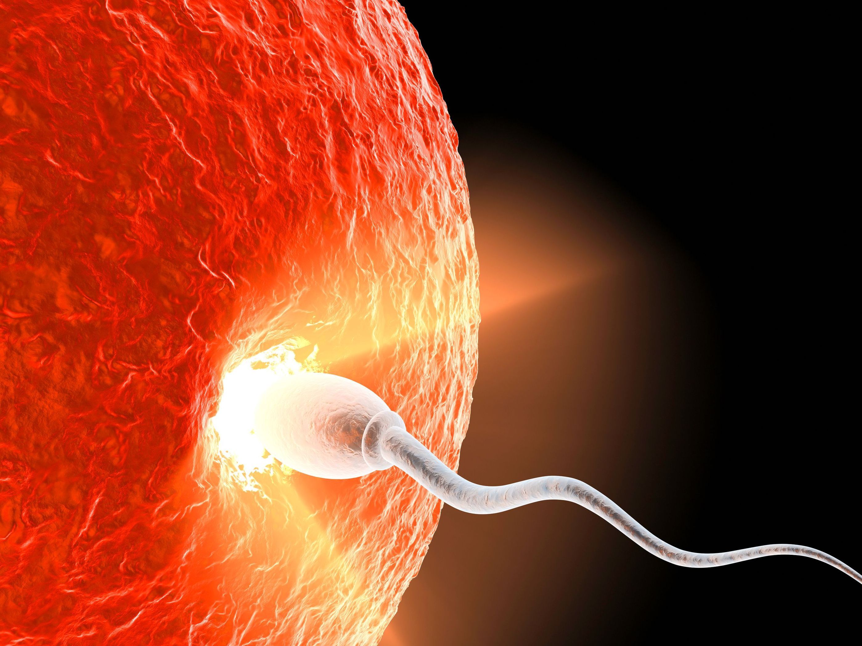 Hidden Dance of Sperm and Egg: Revealed by AI