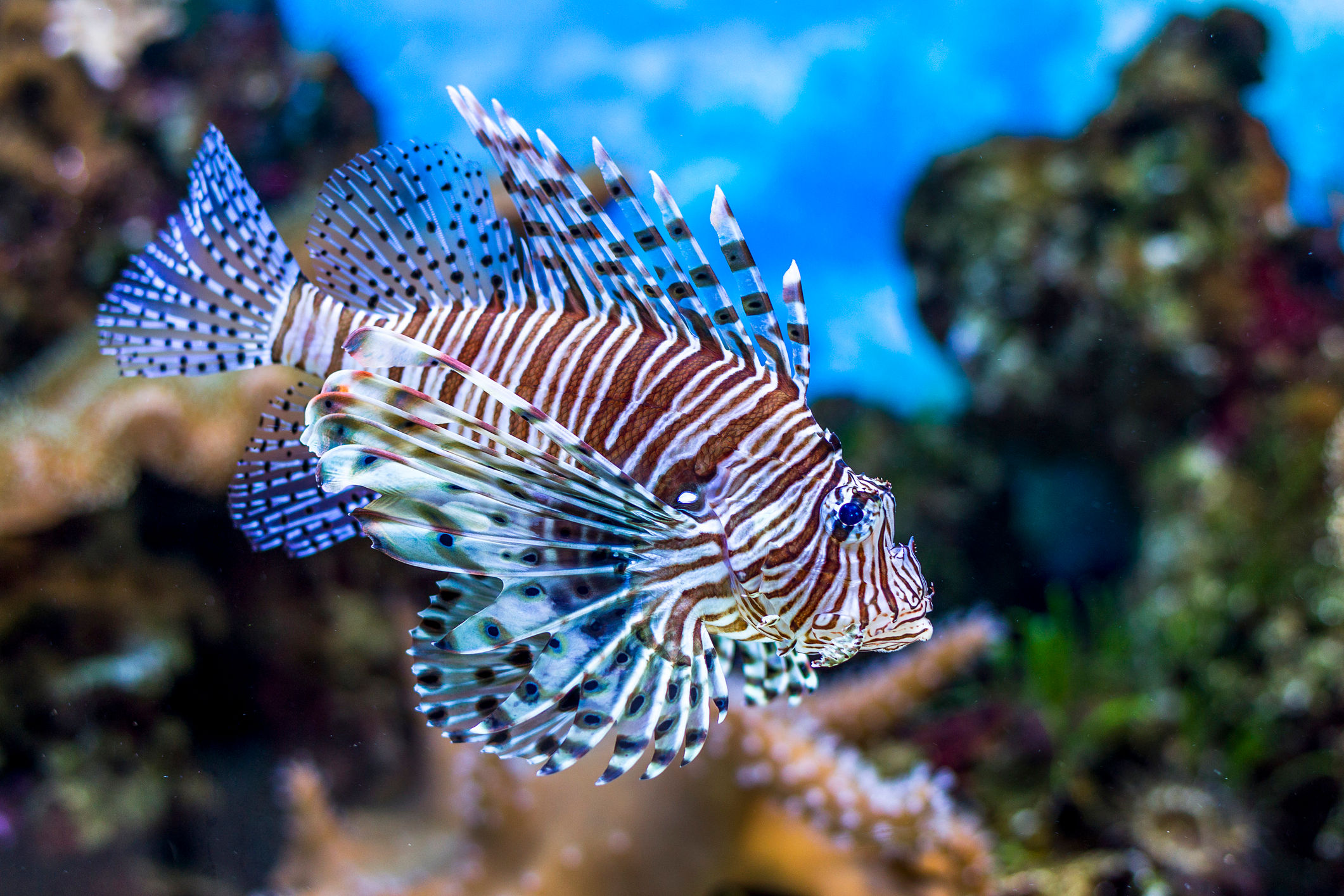 Ketamine in the Regulation of Behavioral States in Zebrafish 