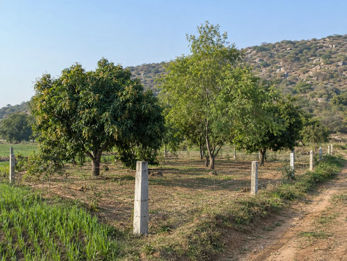Fenced farmhouse plot with boundary stones, neem and mango trees and a scrub ridge behind it in South Delhi
