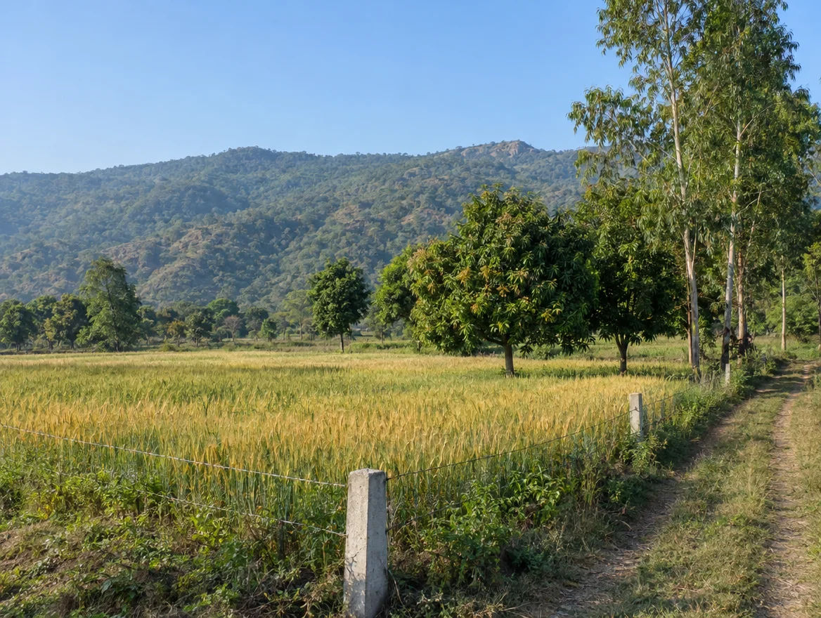 Fenced farmland plot at the foot of the Shivalik hills near Chandigarh