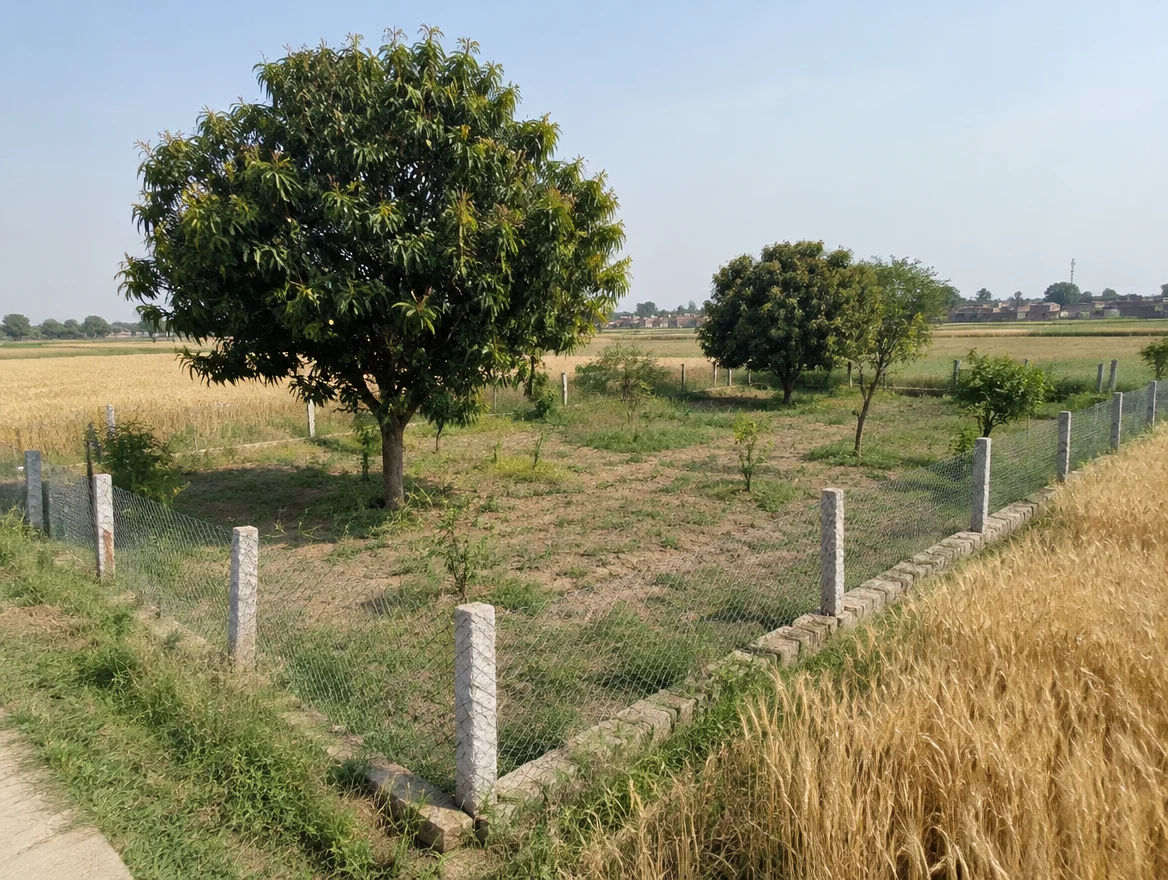 Fenced farm plot with boundary stones in Etah district, Uttar Pradesh