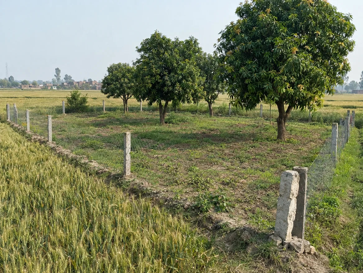 Fenced farm plot with boundary stones in Shamli district, Uttar Pradesh