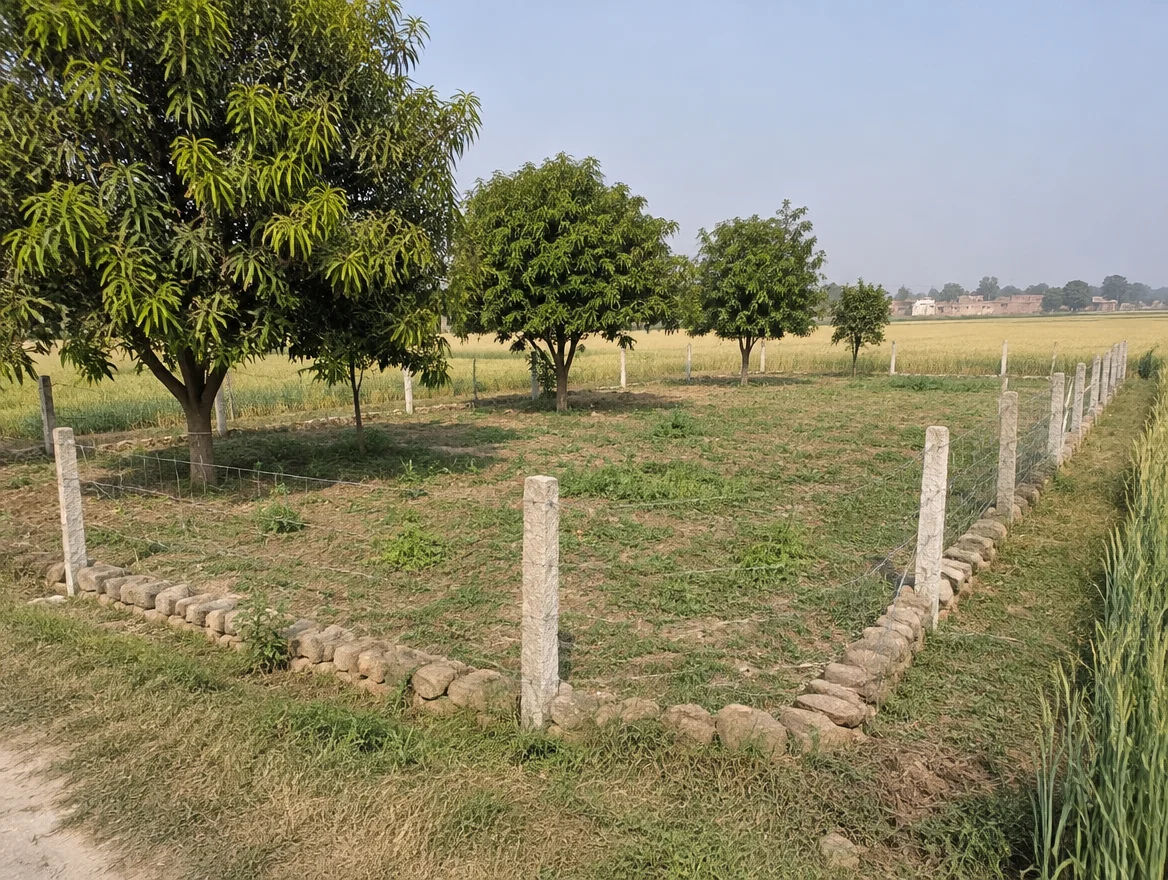 Fenced farm plot with boundary stones in Kanpur Dehat district, Uttar Pradesh