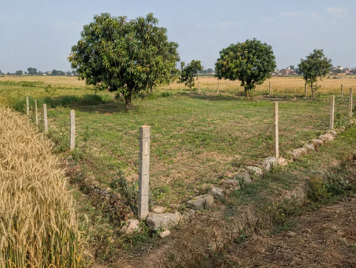 Fenced farm plot with boundary stones in Firozabad district, Uttar Pradesh
