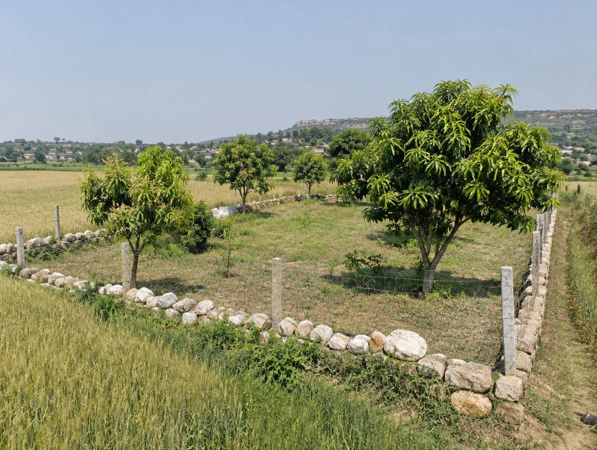 Fenced farm plot with boundary stones in Chitrakoot district, Uttar Pradesh