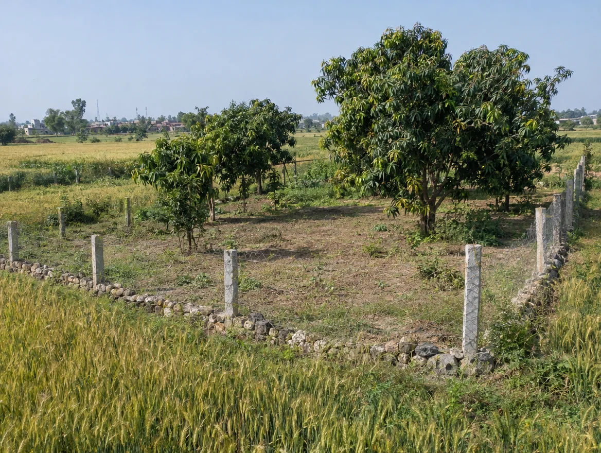 Fenced farm plot with boundary stones in Bijnor district, Uttar Pradesh