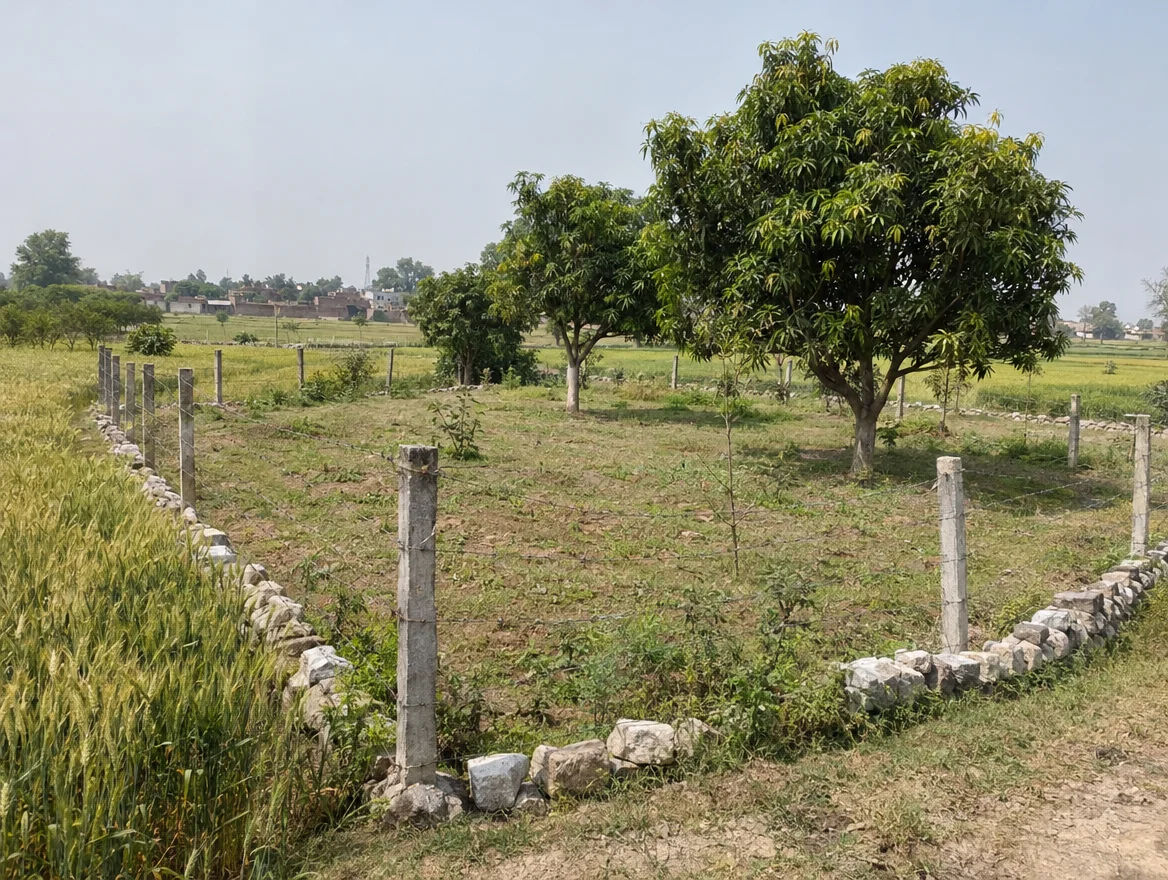 Fenced farm plot with boundary stones in Sitapur district, Uttar Pradesh