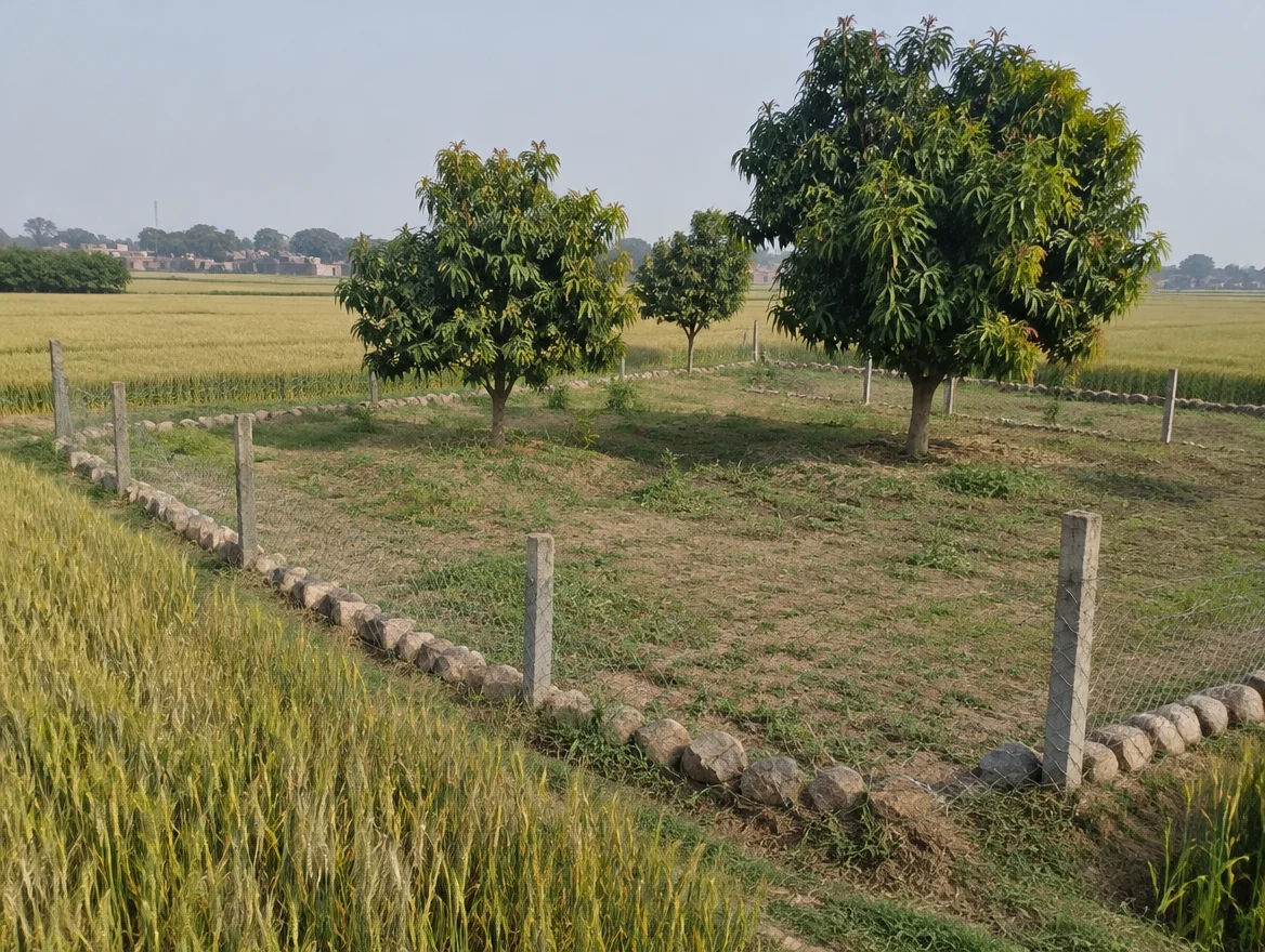 Fenced farm plot with boundary stones in Budaun district, Uttar Pradesh