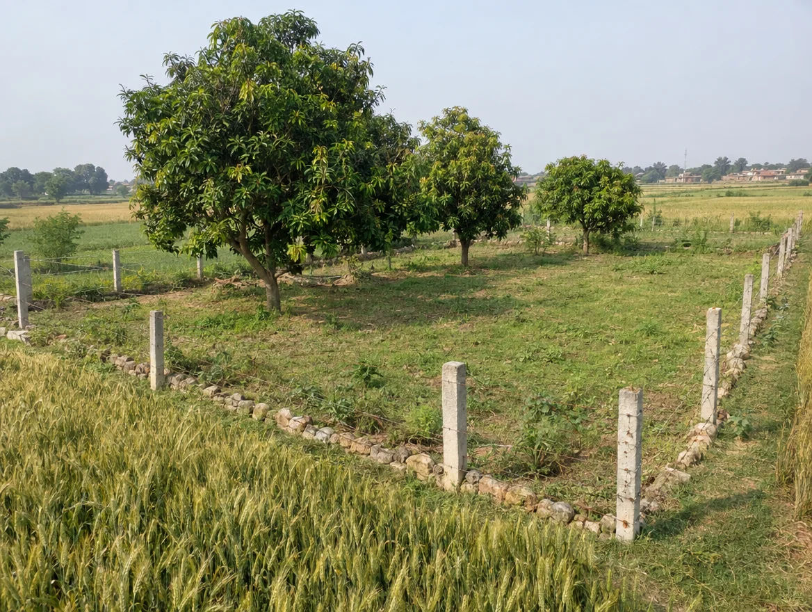 Fenced farm plot with boundary stones in Sultanpur district, Uttar Pradesh