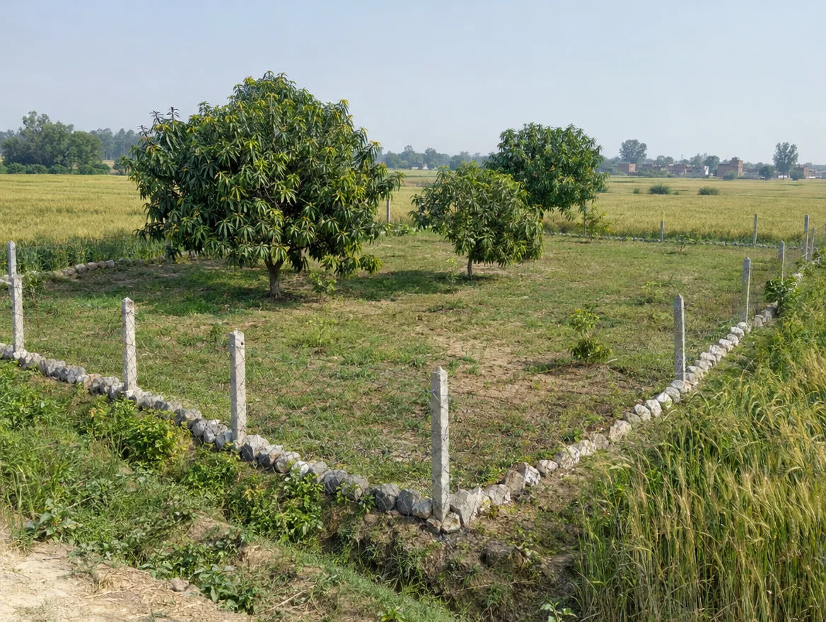 Fenced farm plot with boundary stones in Gorakhpur district, Uttar Pradesh