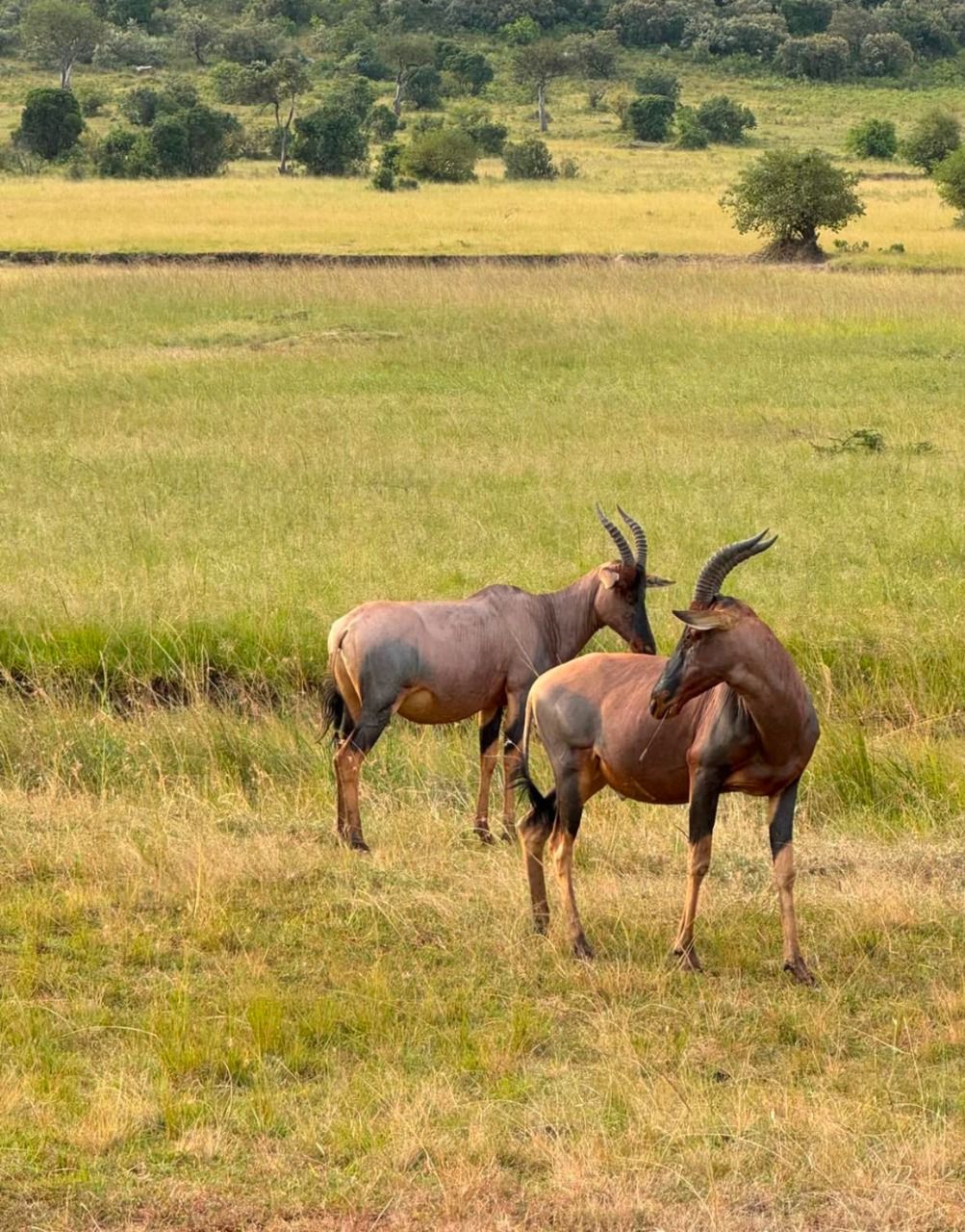 Mama Diwani Safari and Safaris image