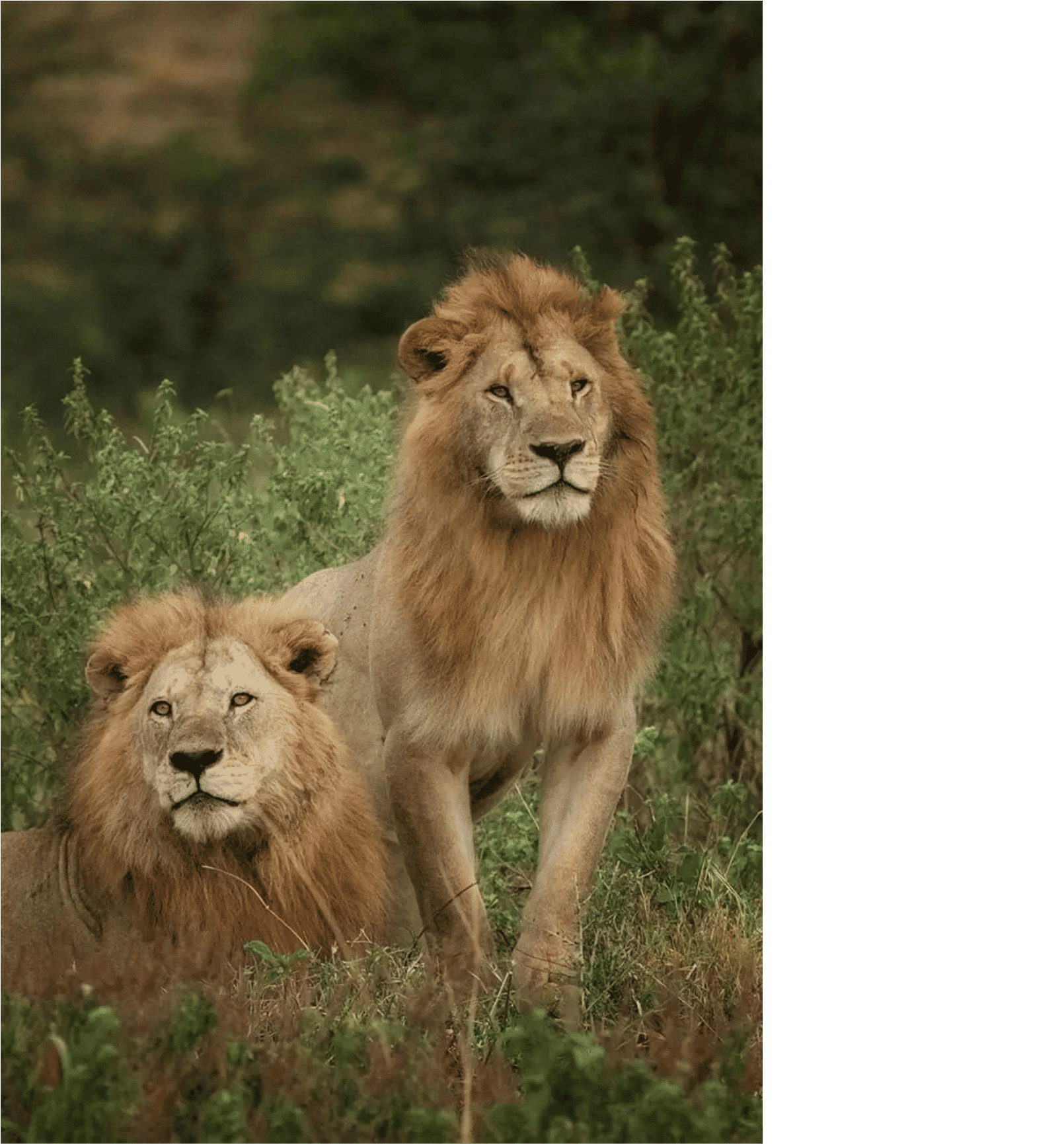 Mama Diwani Safari and Safaris image