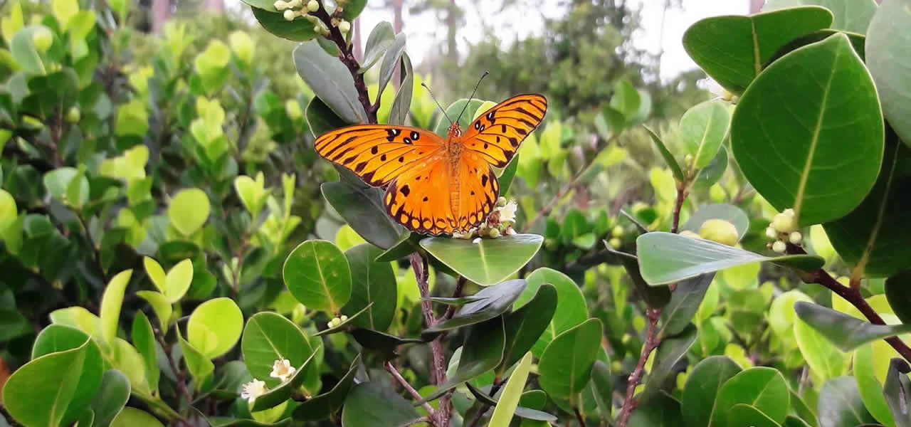florida vegetation control