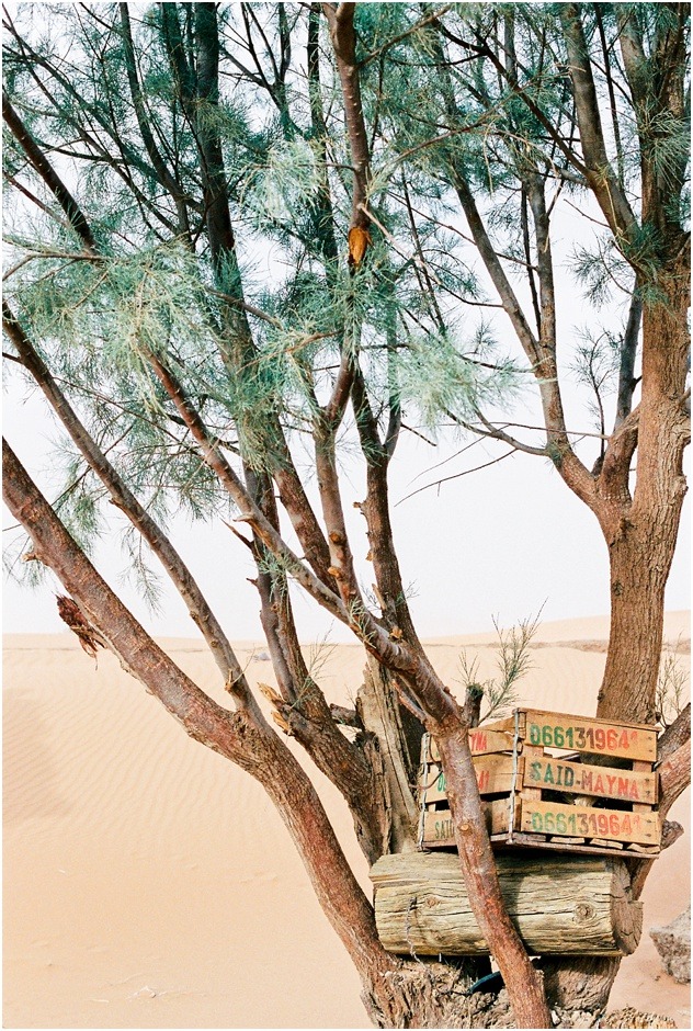 Trees in the Sahara Desert