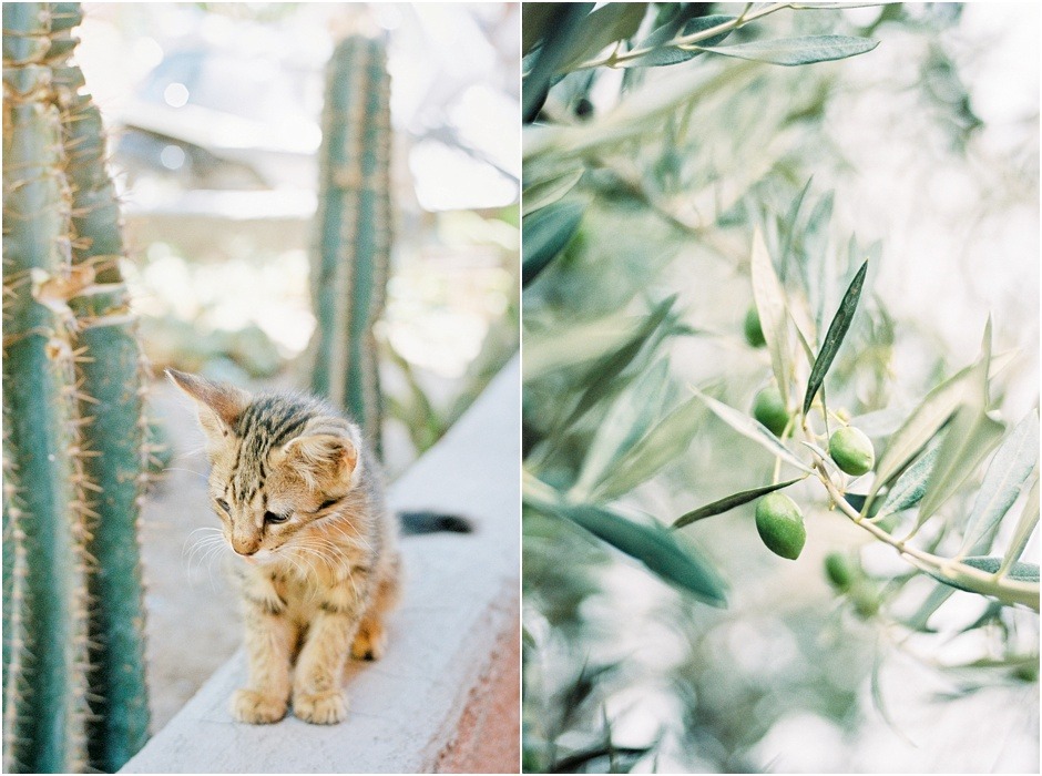 Diptych of kitten and plants in Morocco