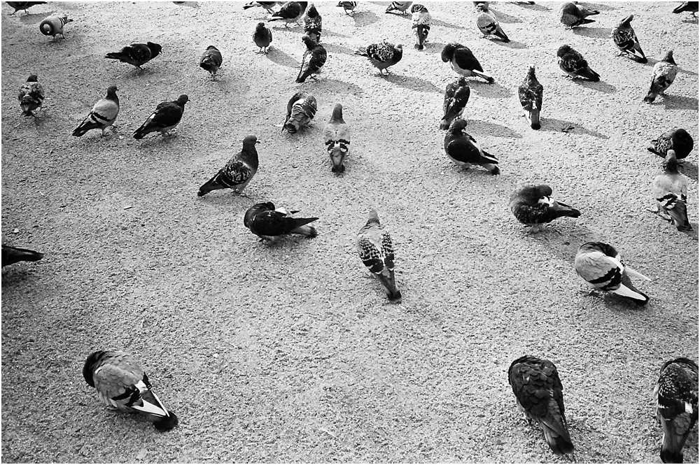 black and white image of pidgeons