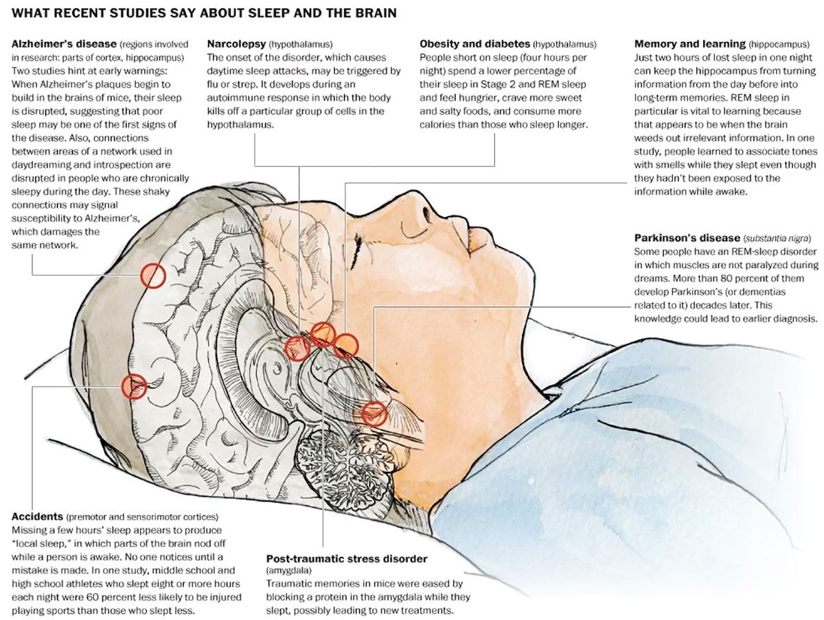 Sleep And The Brain Infographic