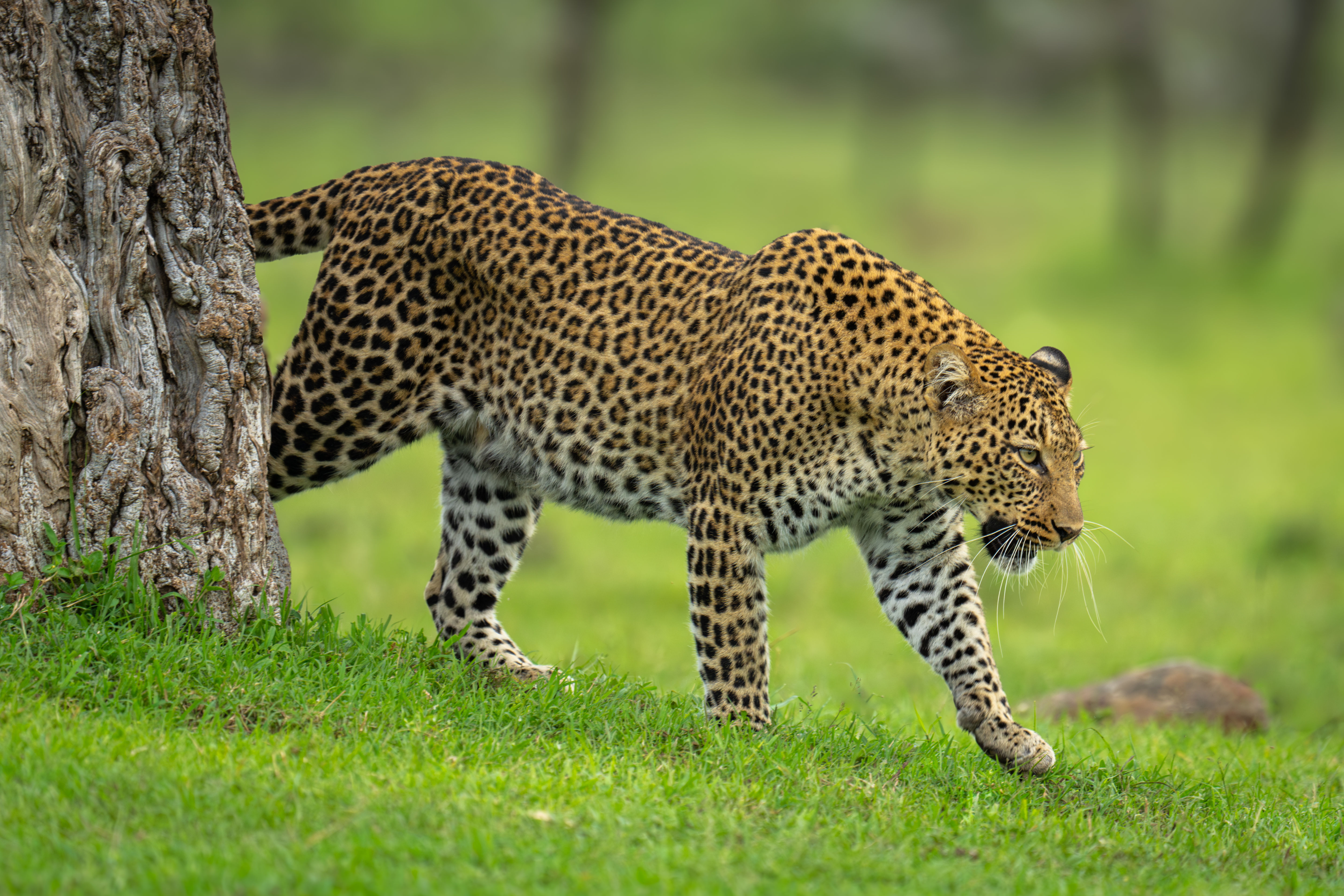 Wildlink Email Preview
