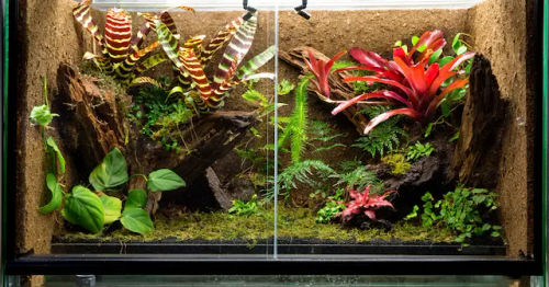 Mistakes To Avoid When Building A Closed Terrarium