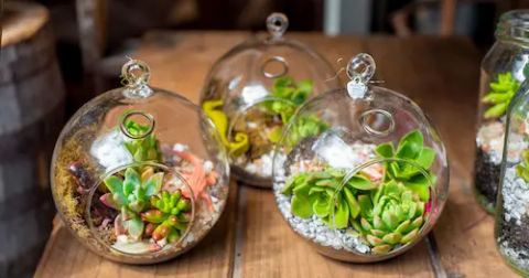 10 Best Closed Terrarium Plants In Singapore 2024 Terrarium