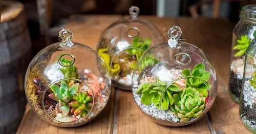 Glass Globe Terrarium - Terrarium Glass Containers Singapore