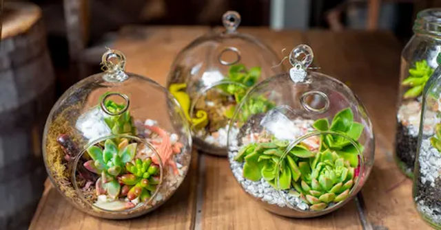 Closed terrarium with Polka dot plant and Nerve plant :) : r/houseplants