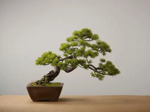 Bonsai Terrarium