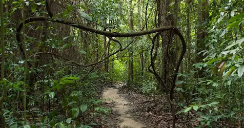 Bukit Timah - Fun Things to do in Singapore (Credit: Unsplash)