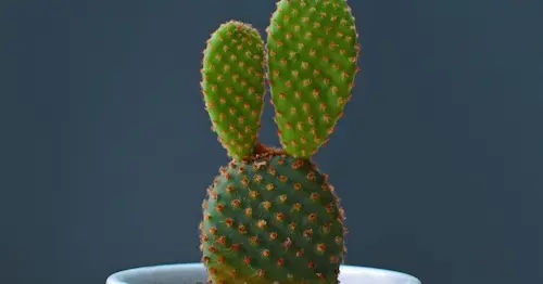 Bunny Ear Cactus (Opuntia microdasys) - Best Plants For Closed Terrarium Singapore