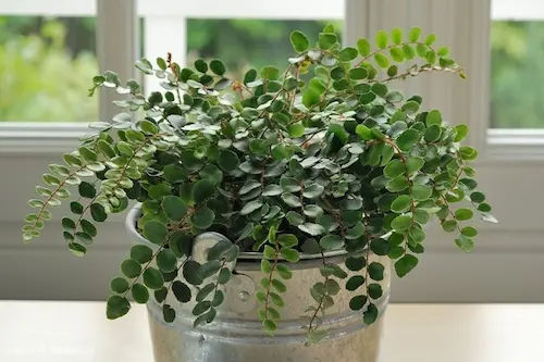 Button Fern (Pellaea Rotundifolia) - Plants For Terrarium Singapore (Credit: Benara Nurseries)