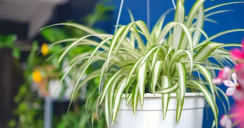 Chlorophytum (Spider Plant) - Terrarium Plants For Beginners Singapore