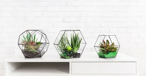 Crystal Terrarium Singapore