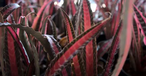 Cryptanthus (Earth Star) - Small Terrarium Plants Singapore