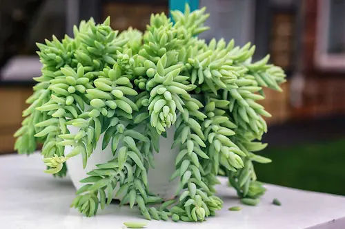 Donkey's Tail Succulents - Succulents Singapore (Credit: Gardener's Path)