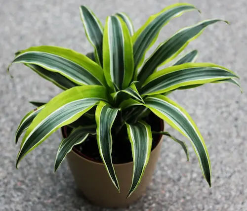 Dracaena - Best Closed Terrarium Plants Singapore